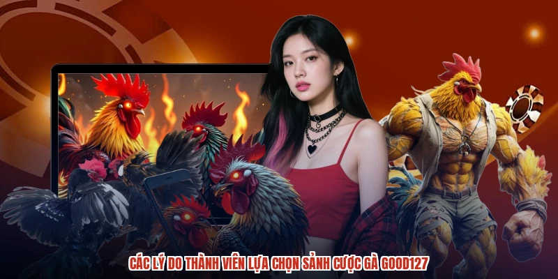 Các lý do thành viên lựa chọn sảnh cược gà GOOD127