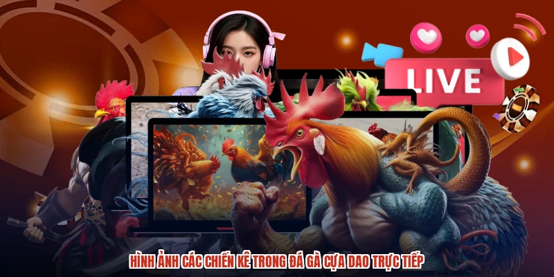 Hình ảnh các chiến kê trong đá gà cựa dao trực tiếp